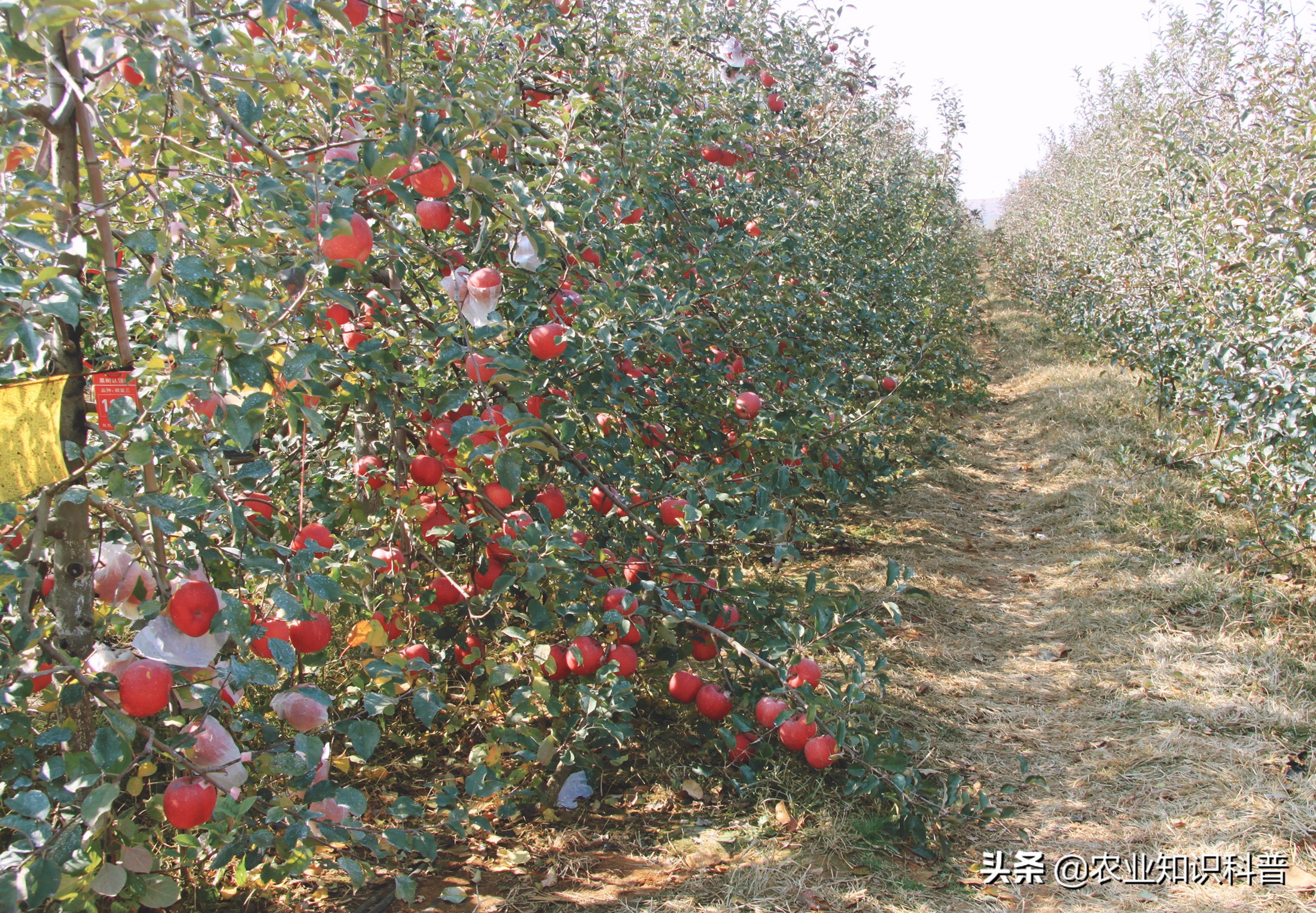 苹果粗皮病的防治方法,苹果成熟套袋如何处理
