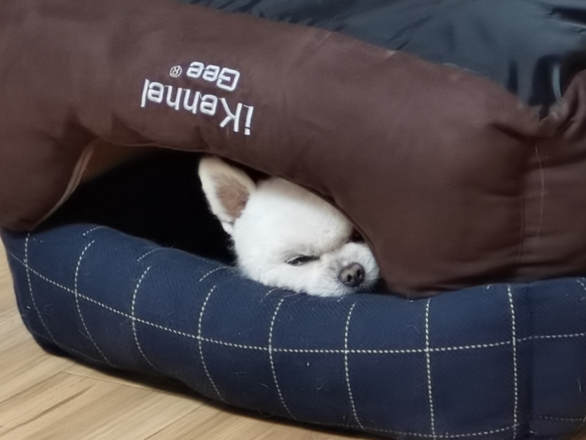 德福，不是人，是只狗！