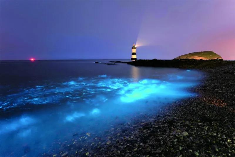 原来那片荧光海是真的存在的,荧光大海