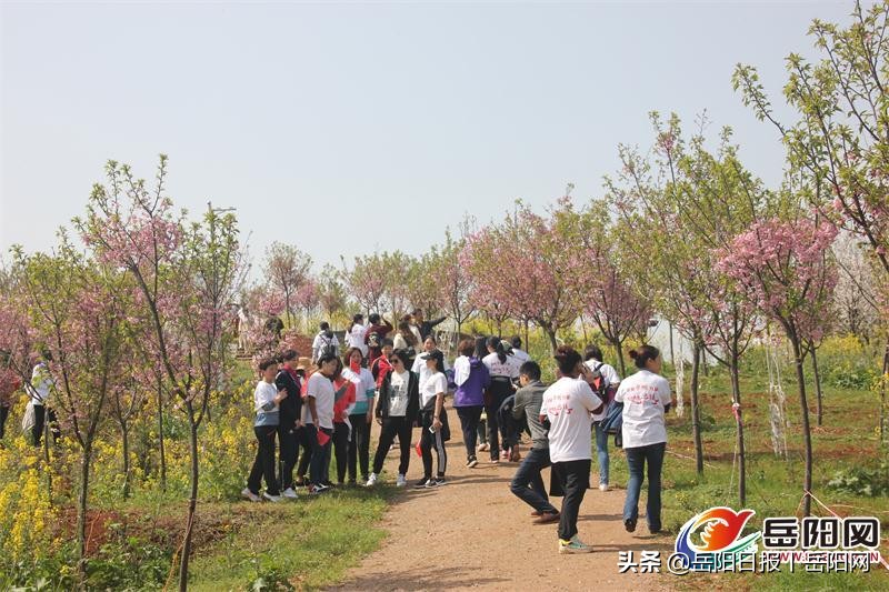 岳阳樱花园最美的地方,到泸州和樱花来一场邂逅