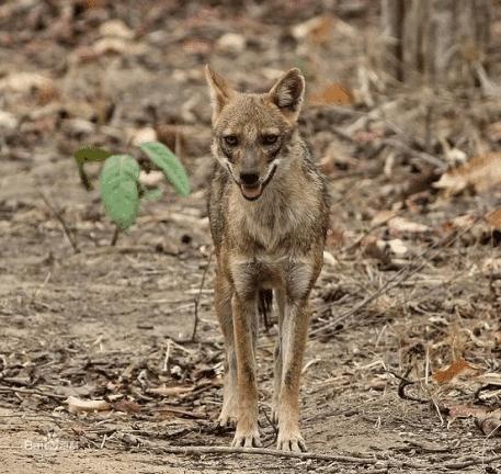 金豺和老虎,西藏金豺