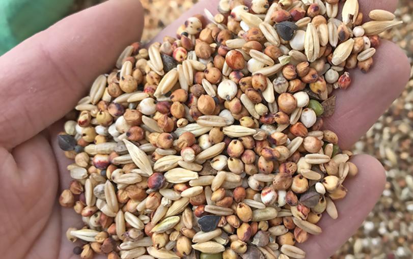 鹦鹉屁股红拉稀,鹦鹉吃软食拉稀