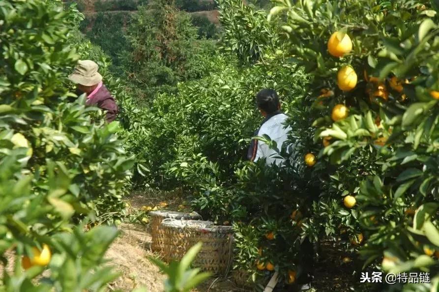 发现商家销售假的赣南脐橙,爆料食品视频