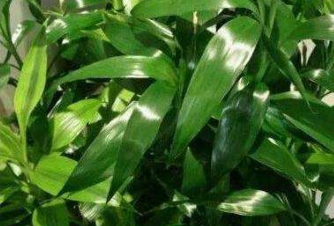 水养富贵竹叶子尖发黄是怎么了,水养富贵竹叶子发黄的原因