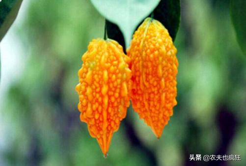 产自印度的食材,原产印度的农作物