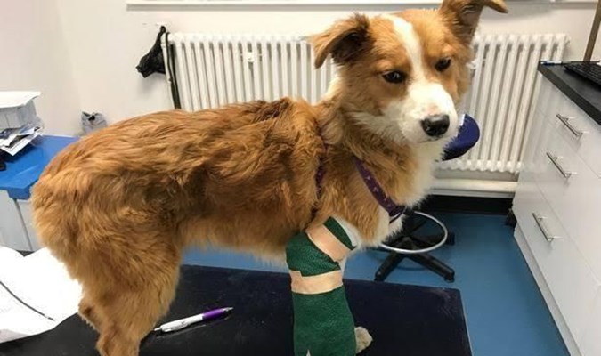 狗狗手术后护理方法,狗狗生病后如何康复训练