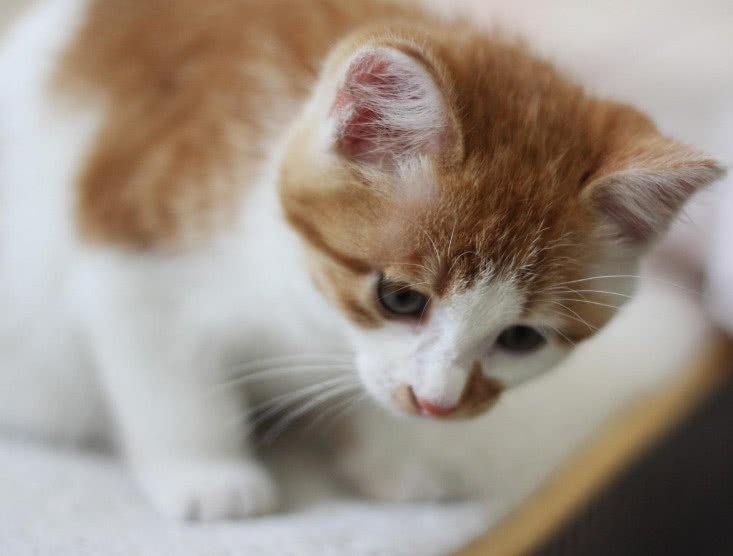 怎样消除猫咪对狗狗的恐惧呢,怎么平衡猫咪和狗狗的关系