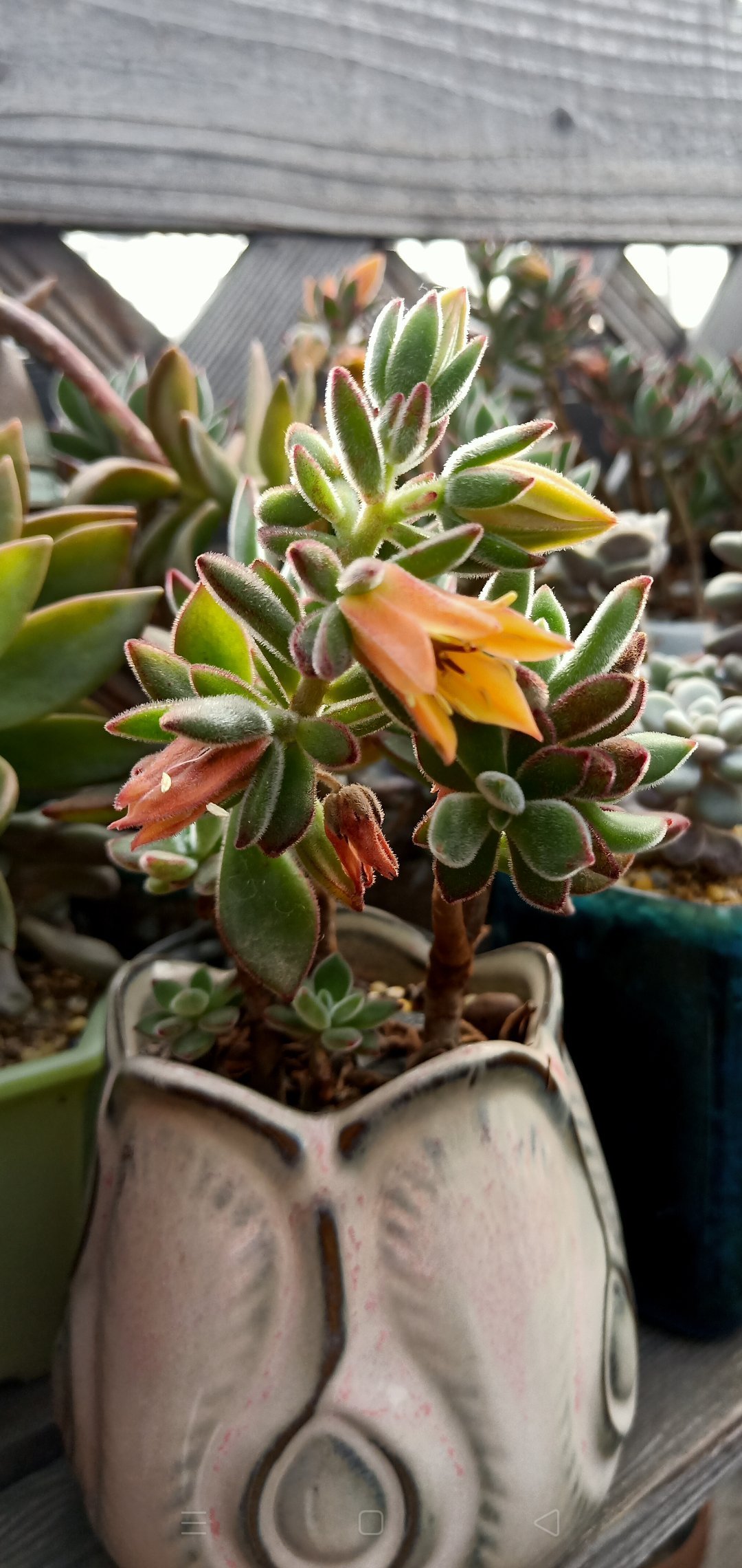 锦晃星茎部长芽,锦晃星两个头需要掐掉一个吗