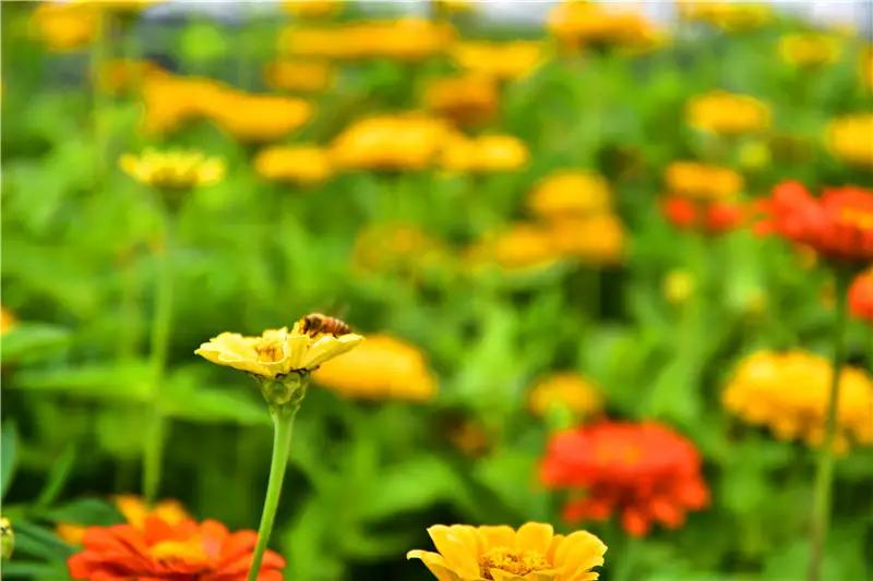 骨干教师为什么评不上高级,教师不愿参加优质课怎么办