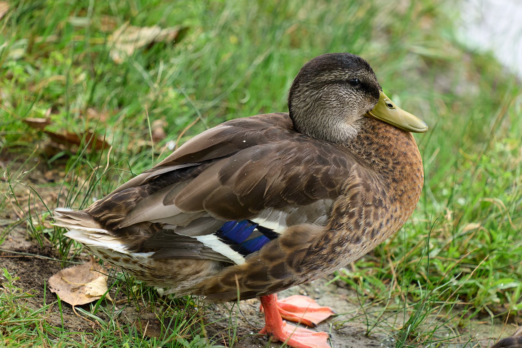 适马sigma60-600mm拍月亮,适马sigma18-50mmf2.8dcdn测评