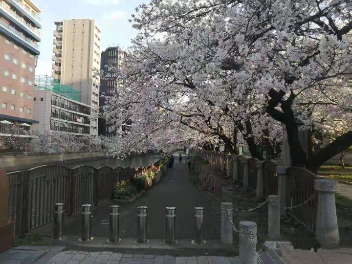 日本九州大学课程,日本九州大学怎么申请