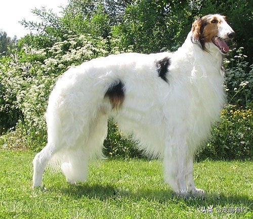 四大猎犬哪种最厉害最可怕,世界上最厉害的猎犬