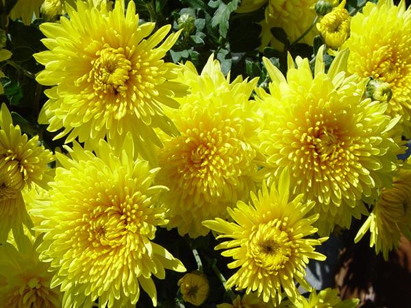 小盆植物中最会吸甲醛的是哪种,吸甲醛最好的植物哪种排名第一