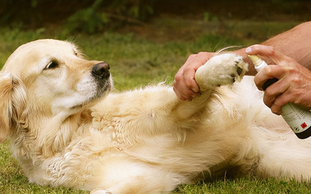 春季狗狗常见疾病,狗狗要怎么预防肠道疾病