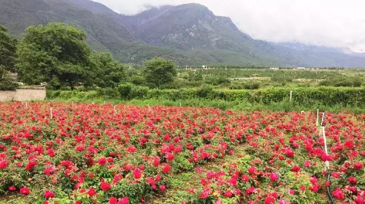 每一朵墨红玫瑰，都带着使命来到这个世界