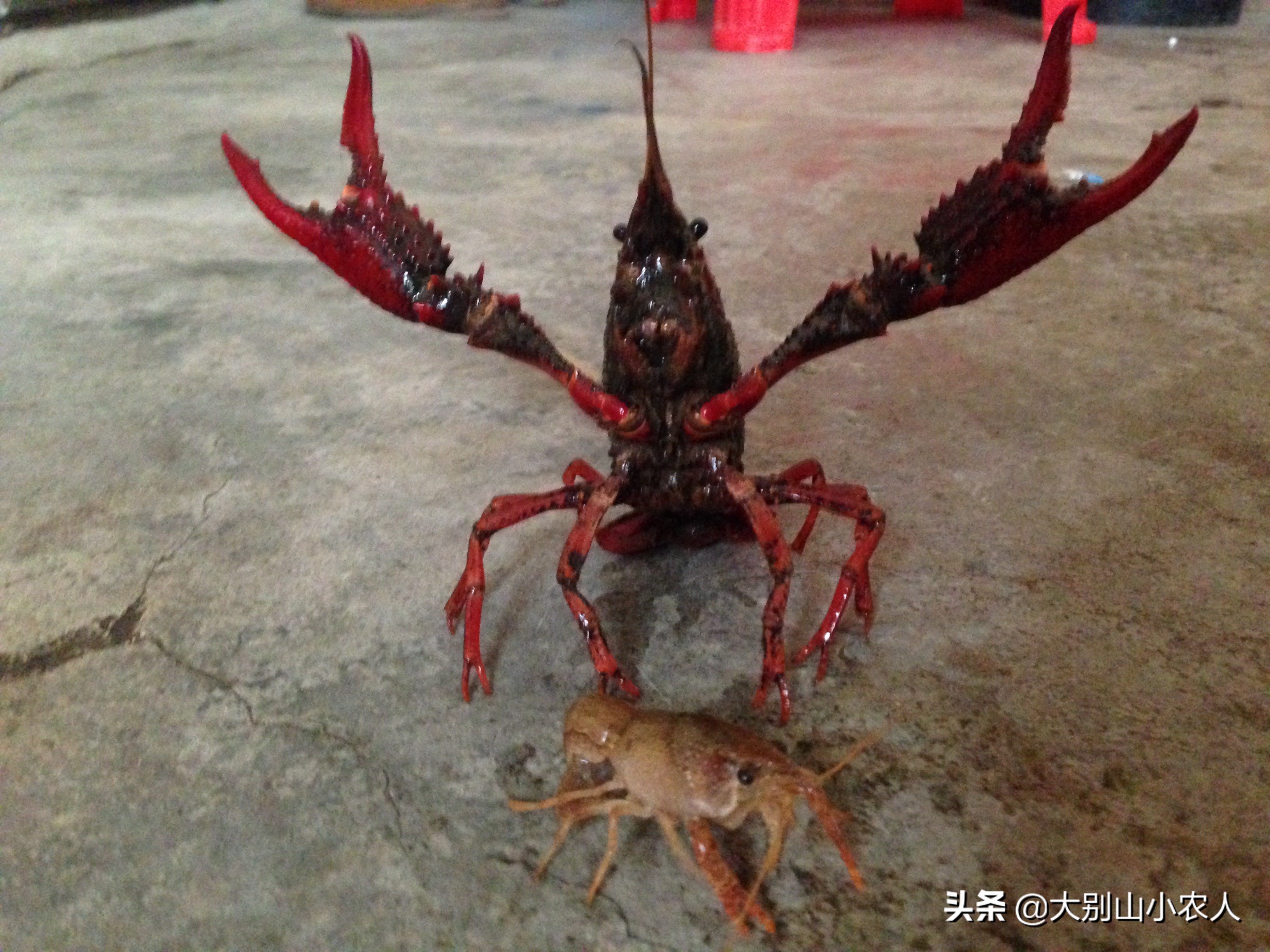 虾闹窝的最佳治疗方法,野钓避虾最好的方法