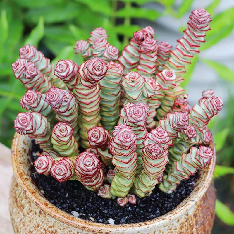 家庭多肉名字怎么取好看,给多肉起什么名字好听