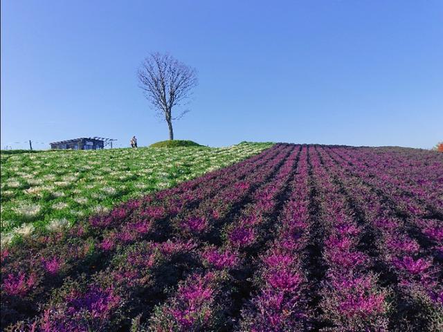 日本从南到北旅游路线,从南游到北