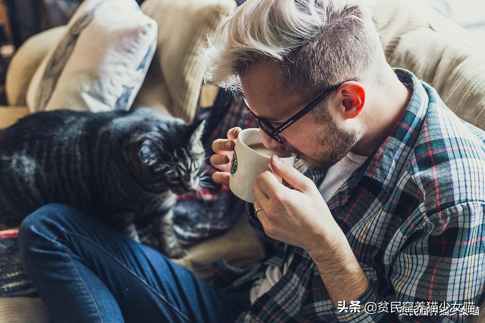 带猫咪出去洗澡就狂躁,如果英短猫发生了应激反应怎么办