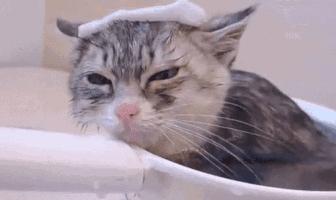 狗狗和狗狗会聊天吗,如何向猫咪表达爱意