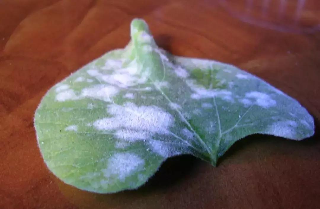 花卉白霉病用什么药,花卉长白粉病用什么药