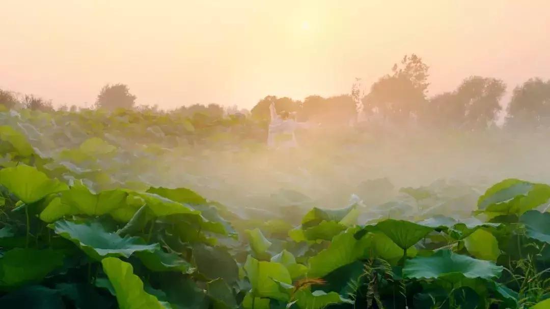 金湖荷花荡图片,金湖荷花荡介绍