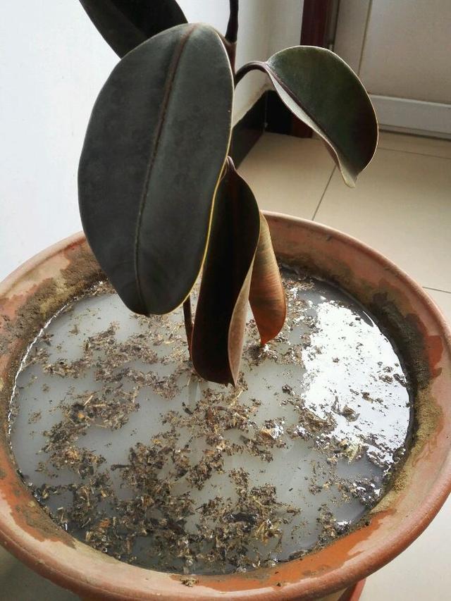 养花土壤“硬邦邦”？改了4个“臭毛病”，松软如面包，养啥都壮