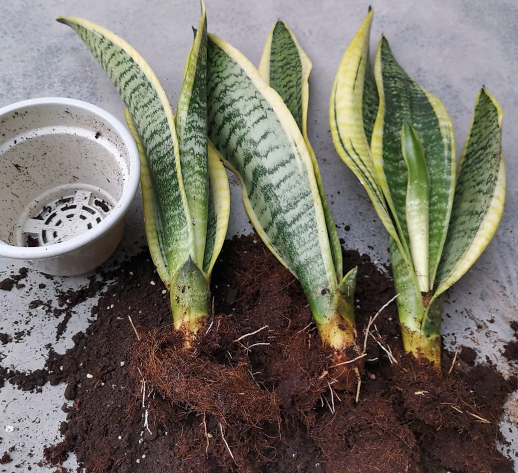 虎皮兰用什么方法养得好,虎皮兰如何养护长得快爆芽多