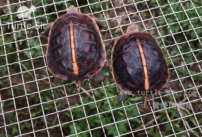 2019年黄缘龟市场分析,黄缘龟市场走势图