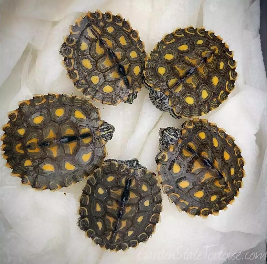 地图龟6-7厘米是成年龟吗,地图龟12cm成年了么