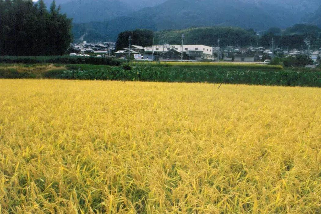 清酒好饮,清酒到底好不好喝