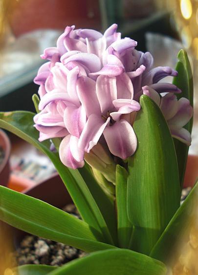 风信子开花后怎么补救,风信子花开了根烂了怎么补救