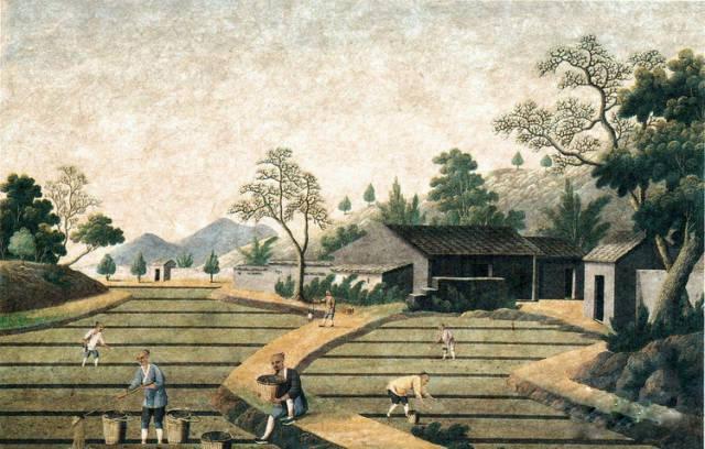 中国人种植水稻历史,中国人种植蔬菜