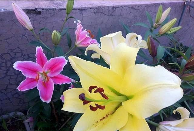 百合花要开了怎么处理,百合花开完花后球茎处理方法