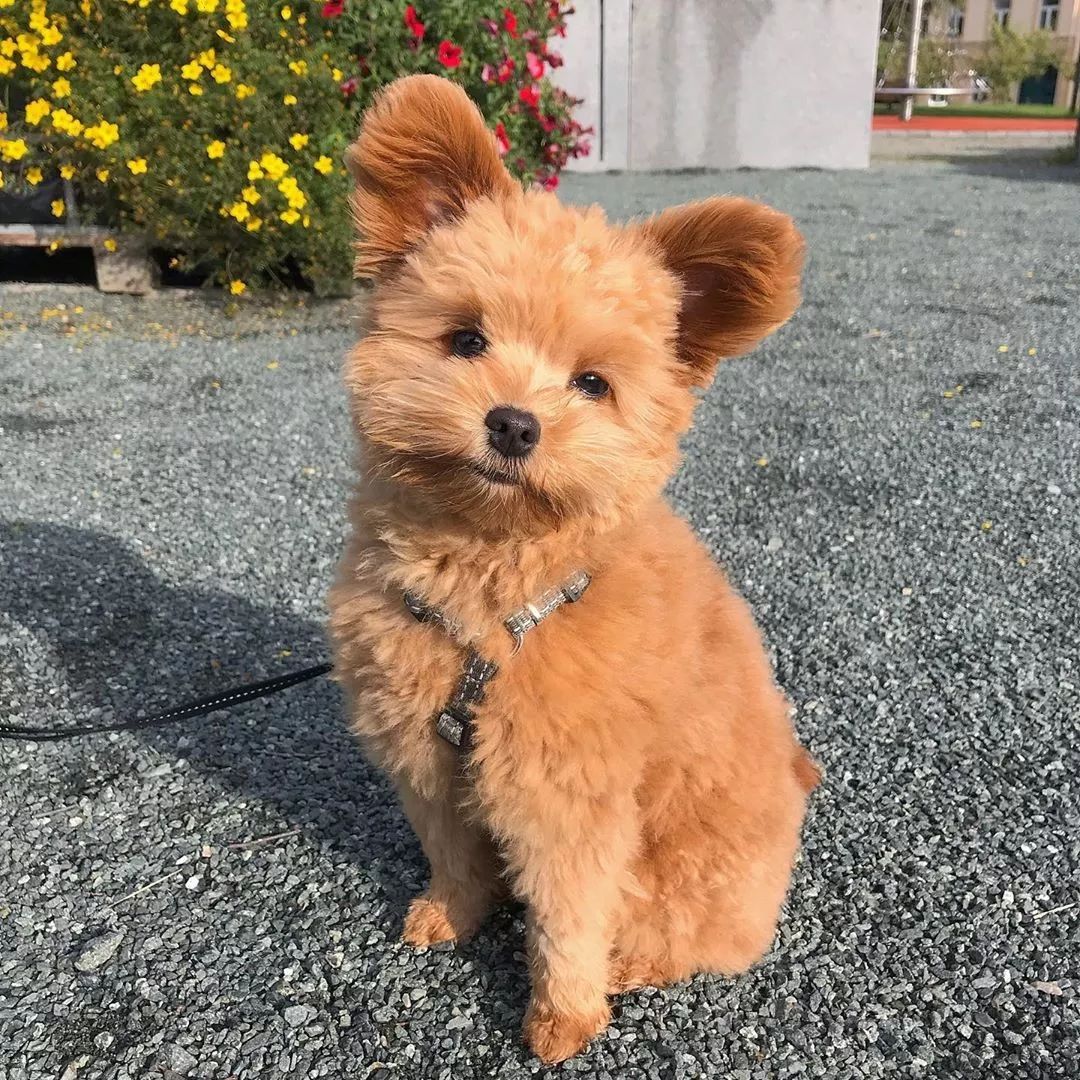 宠物呆萌狗妈妈和小呆萌狗宝宝,宠物与爱的世界