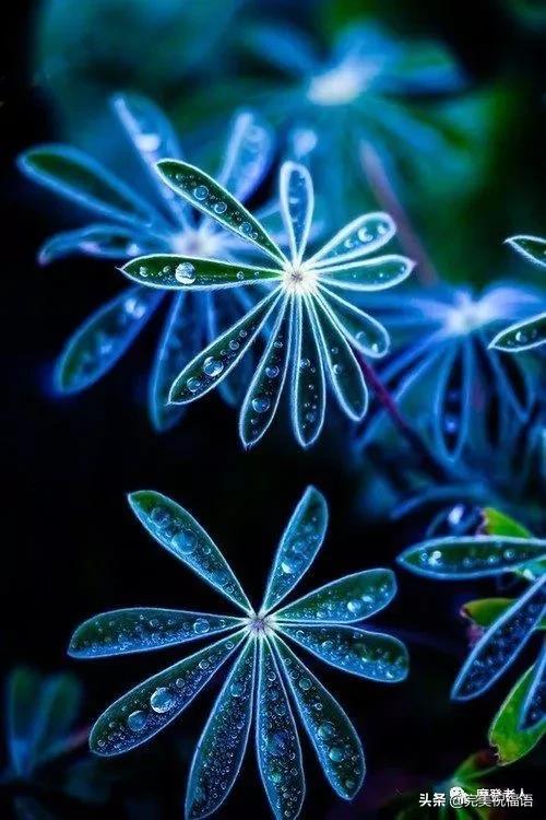 大年初三群相册，有群的都看看，太美了，这辈子见一次值了