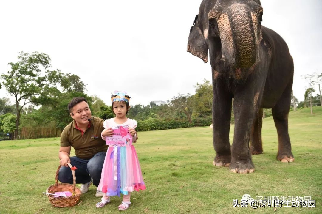 野象谷和大象互动视频,野象谷跟大象互动