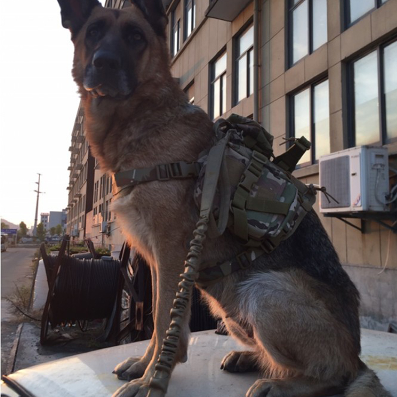 犬类繁殖技巧,犬的繁育技术教学