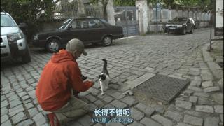 大家都在争抢猫爪杯？吸猫的最高境界，带着摄影机“猫步走天下”