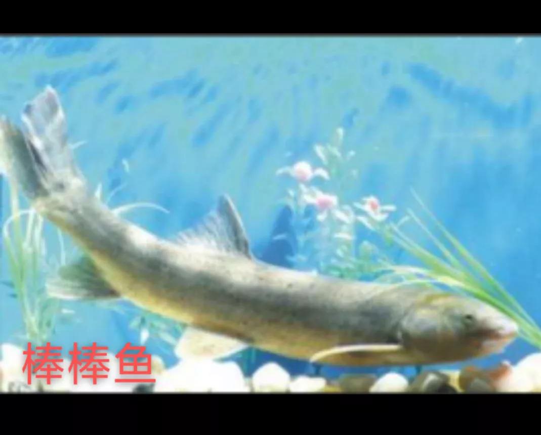 四川河里面野生长不大的鱼,四川野河里有哪些小河鱼