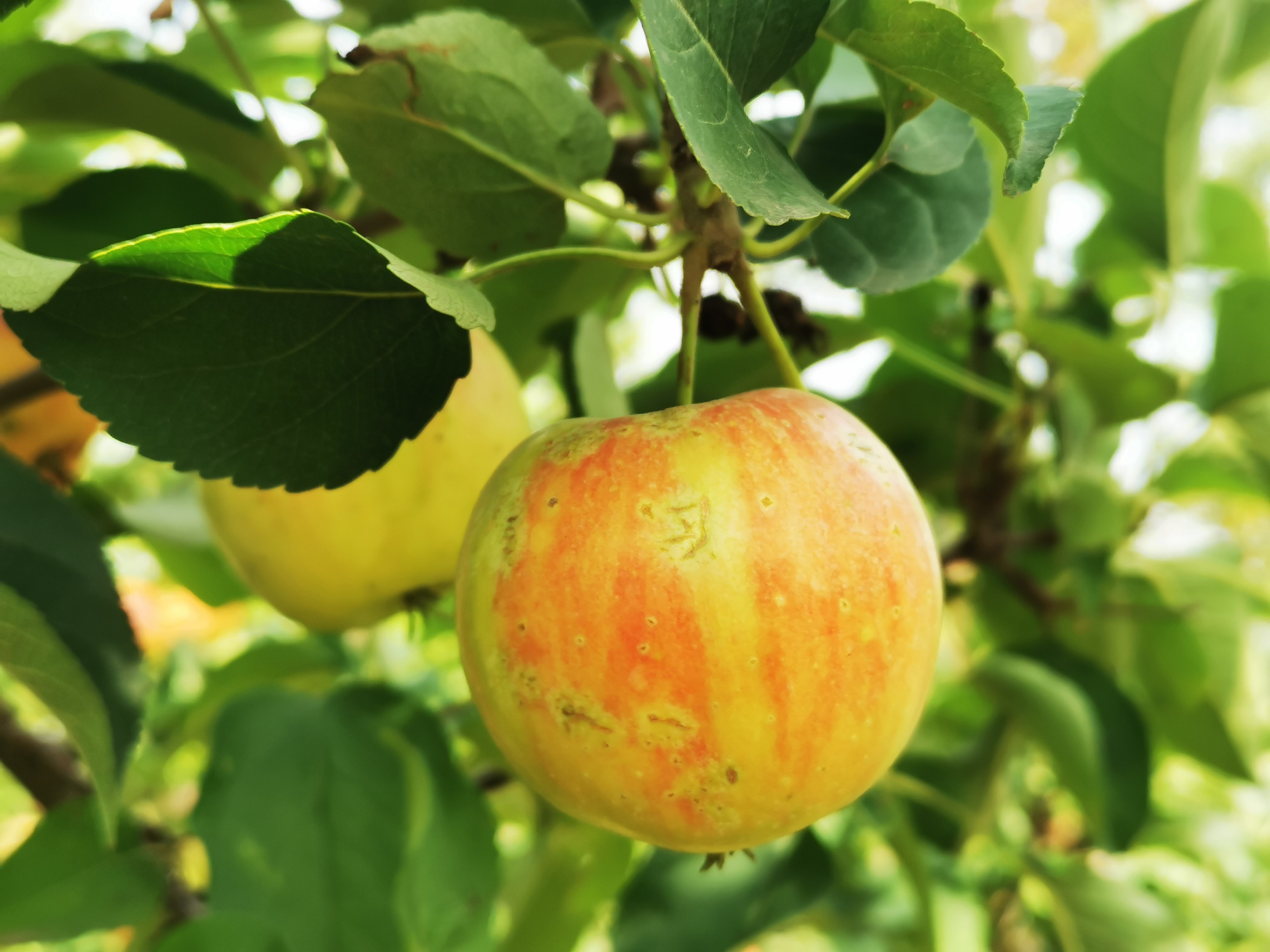 北京最大的温泉,北京最大的温泉是哪里