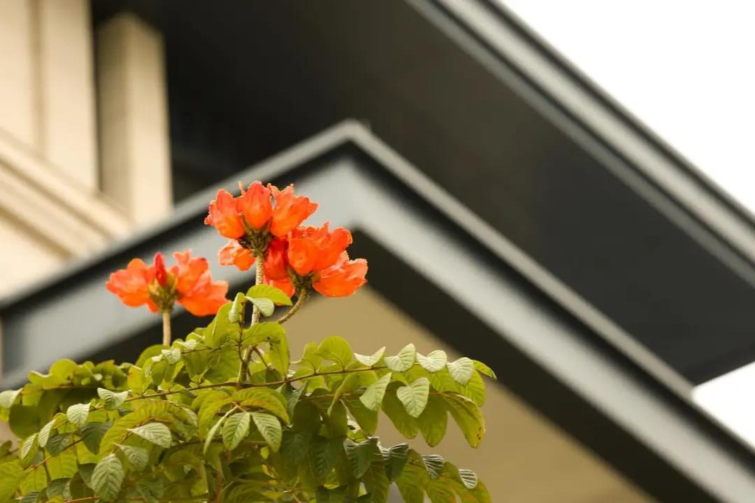 「周末好去处」带你拍澳门大学美景