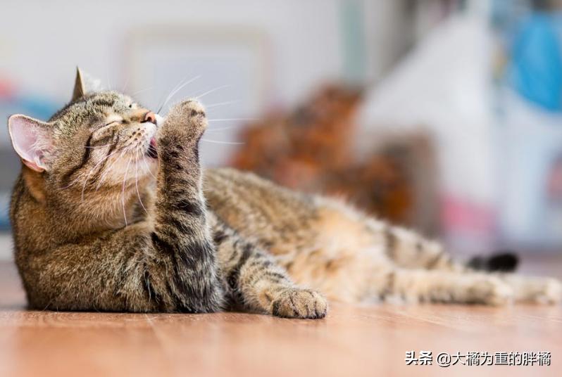 猫咪吐毛球什么方法最好,猫咪吐毛球最有效的方法