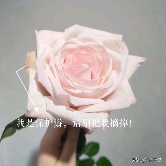 科普|别再吐槽啦，玫瑰不“新鲜”才是正常的！那叫保护瓣儿~