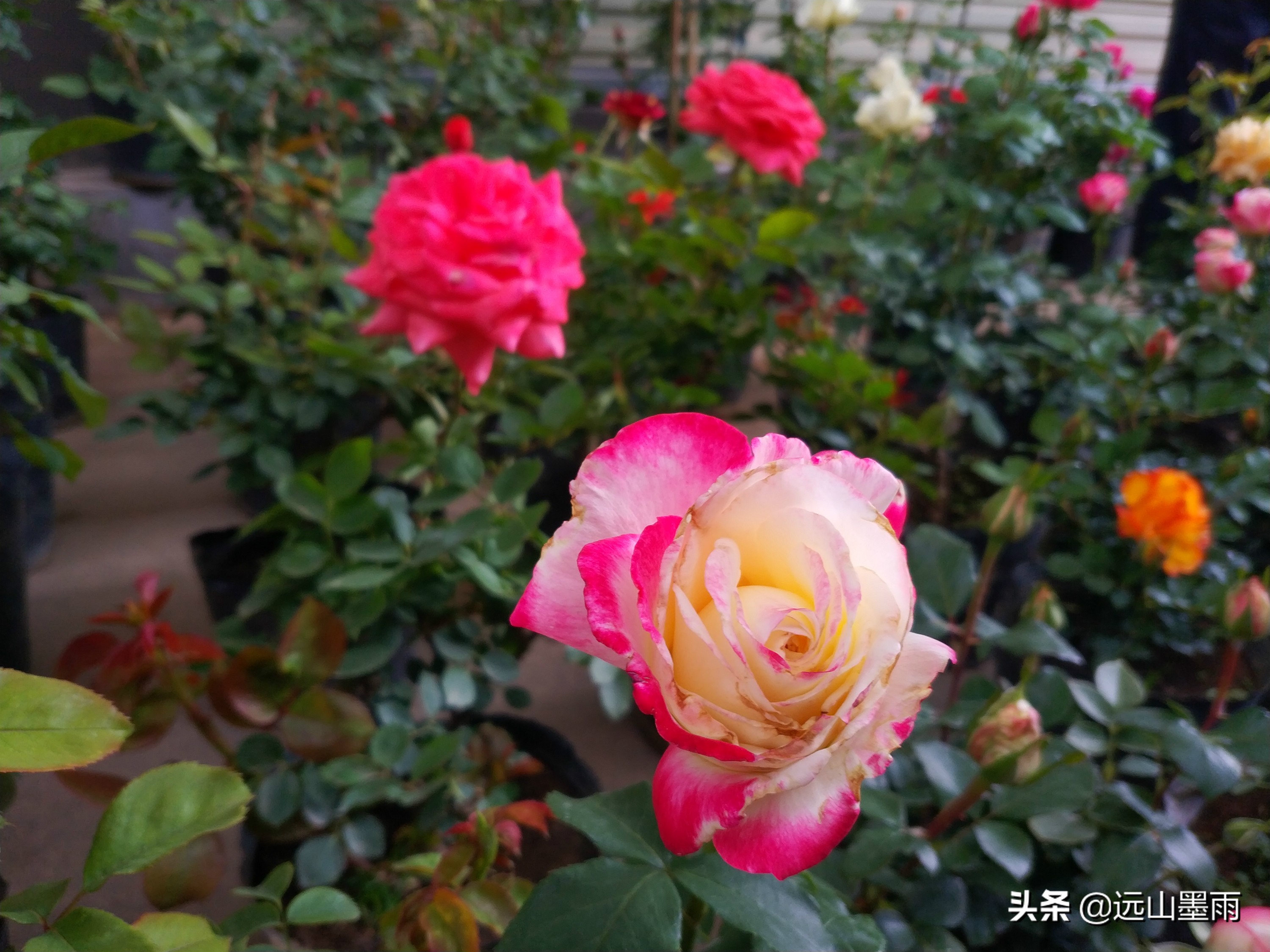 昆明东三环北苑市场今天赶集了吗,昆明东三环北苑街赶集