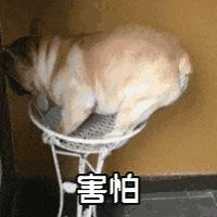 全新iphonese配置,iphonese评测官方价格