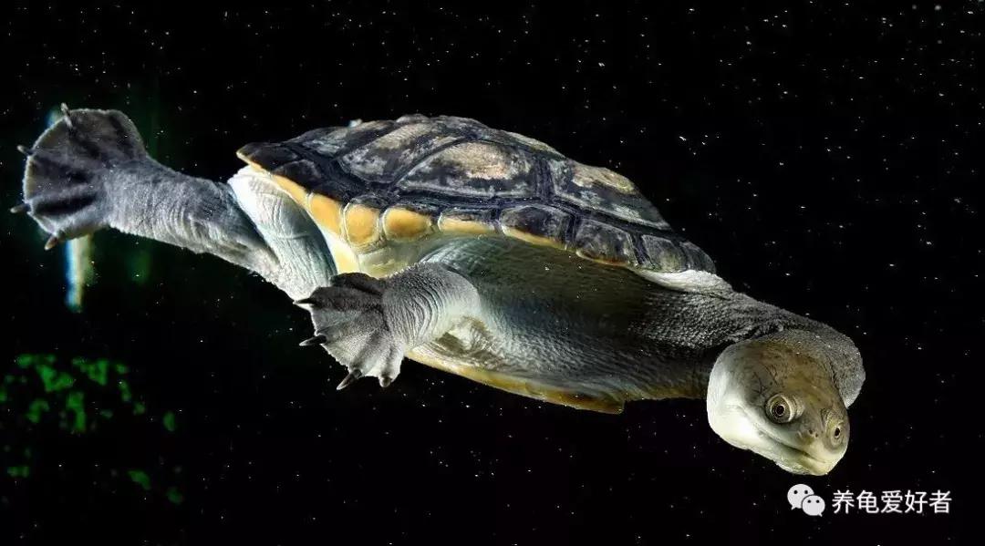 小龟冬眠前多久清肠,龟冬眠清肠的温度是多少