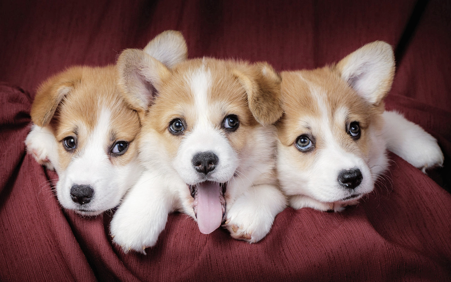 你了解小短腿柯基吗？很多人都对柯基有误解，你可能也中招了