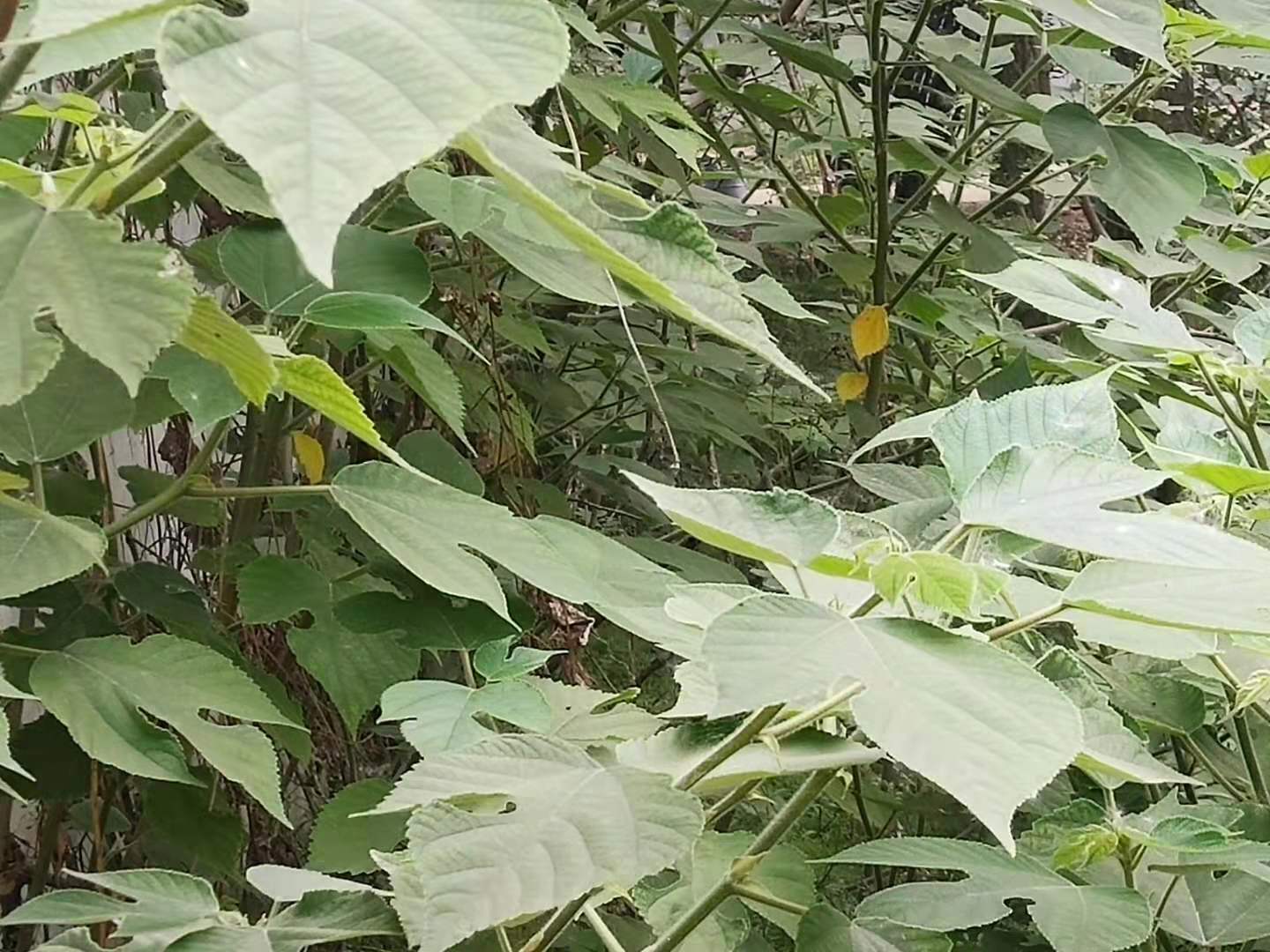 构树如何彻底去除不伤土,农村构树怎么消灭