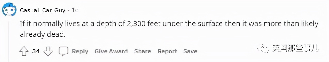 鲨鱼身体，猪猪的脸？意大利船员，打捞到了一只猪脸鲨鱼...